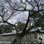 清水谷家の椋・道の真ん中に巨木が・・・