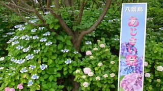 約2万株の紫陽花は見応えあり