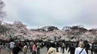 真っ白な桜の並木道を楽しめる「上野恩賜公園」