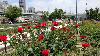 この時期はバラが満開！