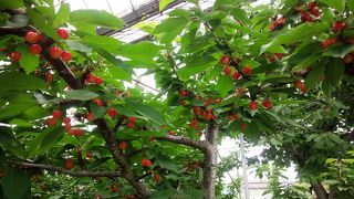 真っ赤なさくらんぼが枝にたくさん！　完熟で超美味！！