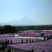 富士山をバックの芝桜、とてもきれいです