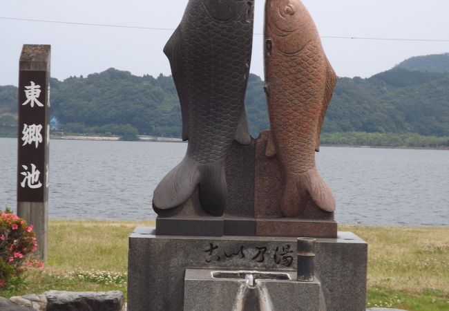 東郷湖・赤碕観光　(16)　こいの湯を見学