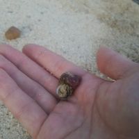 目の前の浜で朝からヤドカリ観察