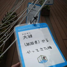 入口近くで地方から取り寄せた種を育てていました。