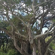 加計呂磨島のデイゴの樹