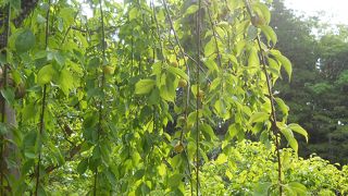 6月。梅の実がなっていました！