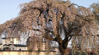 みごとな一本のしだれ桜が！！