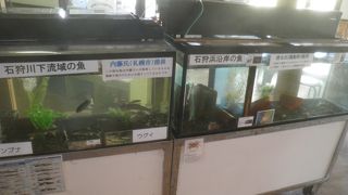 ウグイやフナの水槽