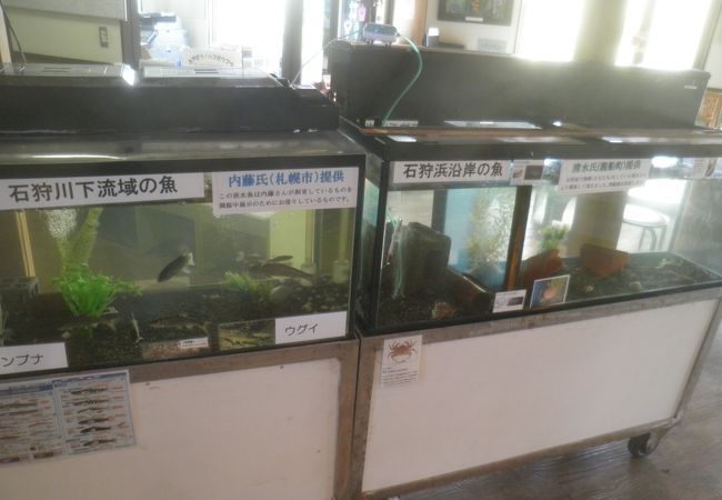 石狩浜海浜植物保護センター クチコミ アクセス 営業時間 石狩 当別 厚田 フォートラベル 石狩浜海浜植物保護センター クチコミ アクセス 営業時間 石狩 当別 厚田 フォートラベル