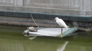 亀としろさぎ居ました