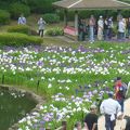 県立相模原公園 しょうぶまつり