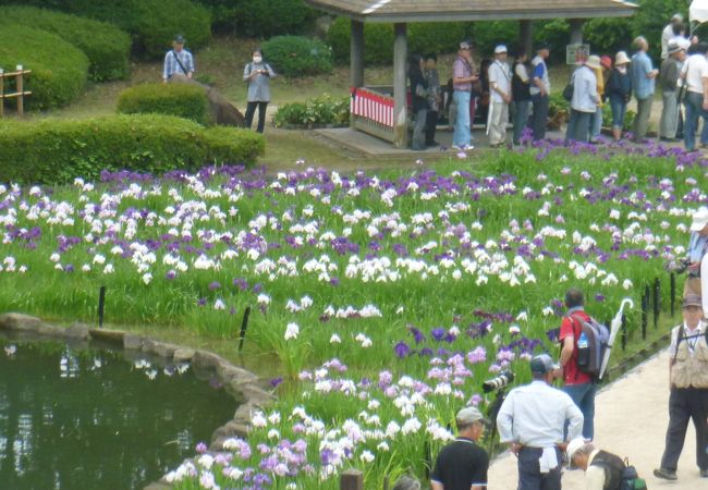 県立相模原公園 しょうぶまつり