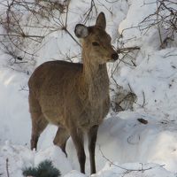 運が良ければ野生の鹿やリスが窓の外にやってきます