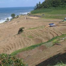 白米千枚田で撮影