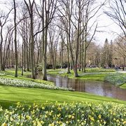 3月末から5月までの限定開園のチューリップ公園