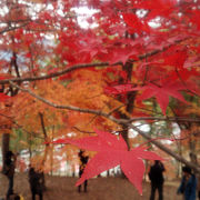 紅葉は見事だが人工的