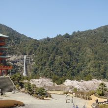 青岸渡寺三重塔と桜と滝