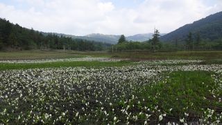 様々な植物が咲いています。