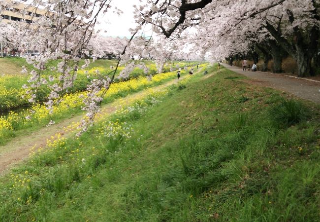 佐奈川堤 クチコミ アクセス 営業時間 豊川 フォートラベル