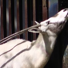 アラビアオリックス