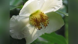 沙羅の花を愛でる会 2015年