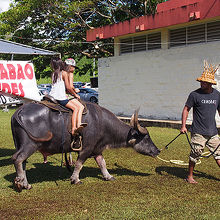 水牛にのれる。でも3ドル。