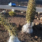 車で山頂まで行けます！