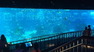 海遊館の勝ち！笑