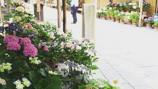 あじさい祭り？　開催中でした