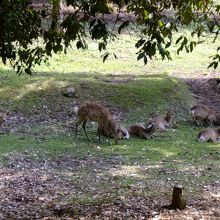 鹿の様子