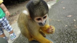 リスザルと遊べます。