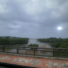 マングローブ林が見えます！