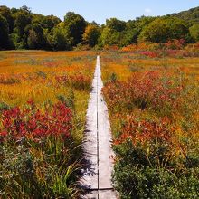 湿地エリアの紅葉