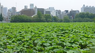 池以上に見どころが