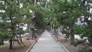 立派な松の木が続く道