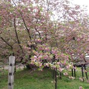 松前公園の有名な桜