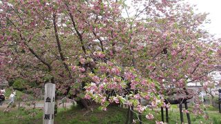 松前公園の有名な桜