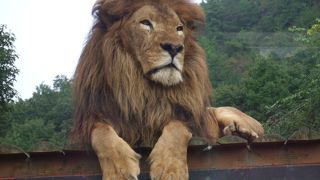 ライオンが目の前☆迫力があって、カッコイイ♪