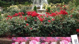 バラが綺麗な公園。