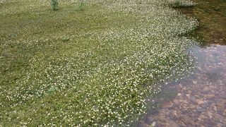 田君川 バイカモ公園