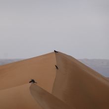 こんな砂漠にもカラスがいました…。