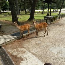 公園内のシカ