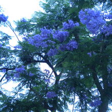 咲いていればやっぱり綺麗