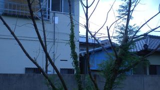 こちらのジャカランダは悲惨