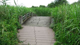 茂林寺とザ・トレジャーガーデンを繋ぐ湿原の中の遊歩道