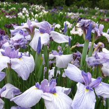 見頃を迎えた花菖蒲