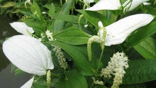 半夏生の季節です ♪