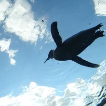 空飛ぶペンギン。