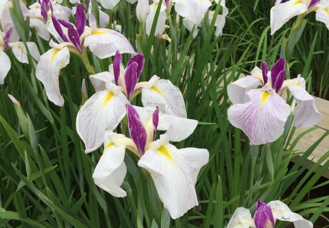 頼成の森花しょうぶ祭り